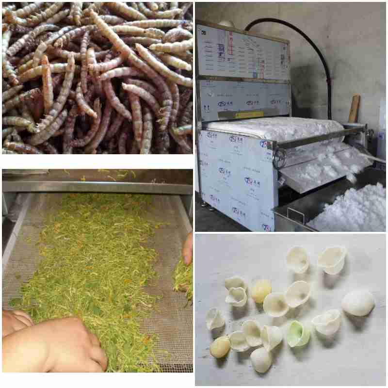 Dried products by microwave tunnel dryer