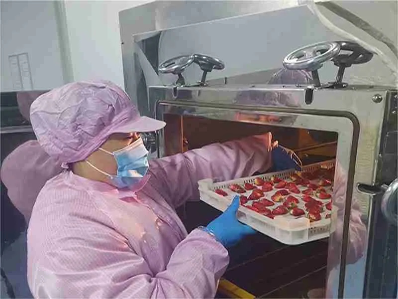 strawberry-drying